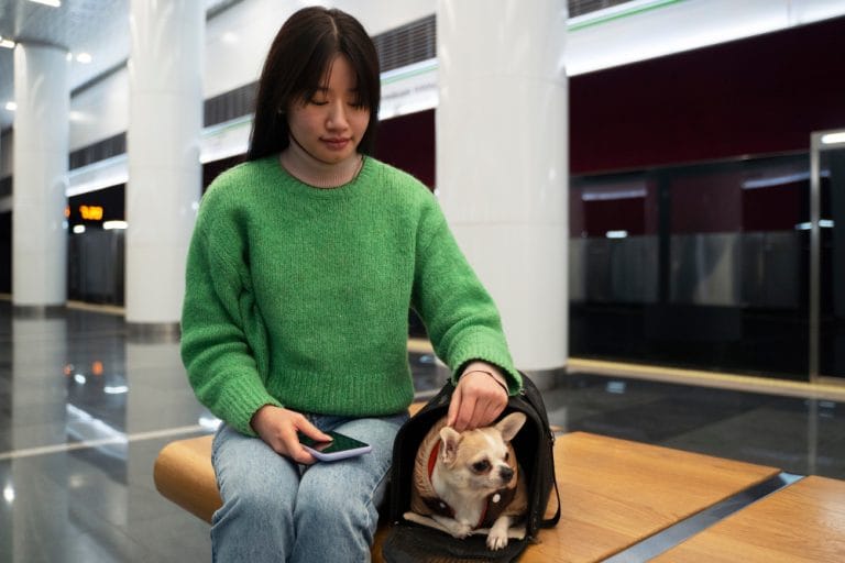 PET Movement Services: Ensuring a Safe Relocation for Your Pets